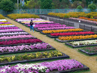 Tourists view chrysanthemums at the Chrysanthemum Garden at Jiangning Lake in Nanjing, China, on October 27, 2024. (