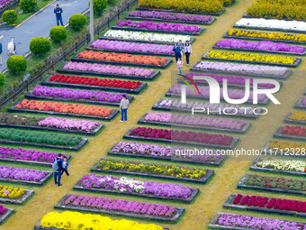 Tourists view chrysanthemums at the Chrysanthemum Garden at Jiangning Lake in Nanjing, China, on October 27, 2024. (