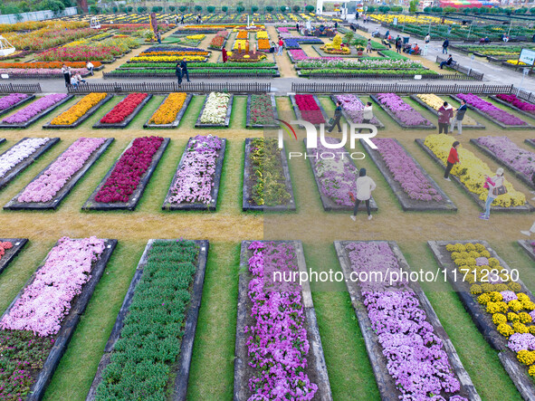 Tourists view chrysanthemums at the Chrysanthemum Garden at Jiangning Lake in Nanjing, China, on October 27, 2024. 