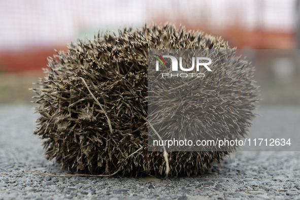 A hedgehog curls up in a garden in Rolleston on the outskirts of Christchurch, New Zealand, on October 27, 2024. As hedgehogs have no natura...