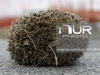 A hedgehog curls up in a garden in Rolleston on the outskirts of Christchurch, New Zealand, on October 27, 2024. As hedgehogs have no natura...