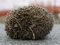 A hedgehog curls up in a garden in Rolleston on the outskirts of Christchurch, New Zealand, on October 27, 2024. As hedgehogs have no natura...