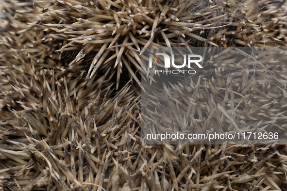 A hedgehog curls up in a garden in Rolleston on the outskirts of Christchurch, New Zealand, on October 27, 2024. As hedgehogs have no natura...