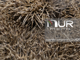 A hedgehog curls up in a garden in Rolleston on the outskirts of Christchurch, New Zealand, on October 27, 2024. As hedgehogs have no natura...