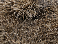 A hedgehog curls up in a garden in Rolleston on the outskirts of Christchurch, New Zealand, on October 27, 2024. As hedgehogs have no natura...