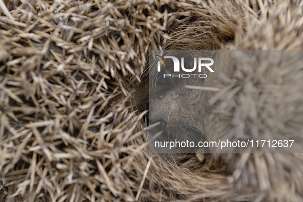 A hedgehog curls up in a garden in Rolleston on the outskirts of Christchurch, New Zealand, on October 27, 2024. As hedgehogs have no natura...