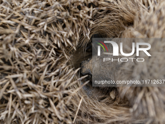 A hedgehog curls up in a garden in Rolleston on the outskirts of Christchurch, New Zealand, on October 27, 2024. As hedgehogs have no natura...