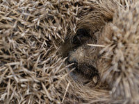 A hedgehog curls up in a garden in Rolleston on the outskirts of Christchurch, New Zealand, on October 27, 2024. As hedgehogs have no natura...