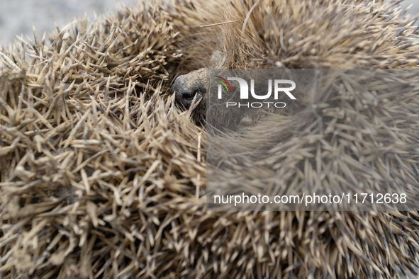 A hedgehog curls up in a garden in Rolleston on the outskirts of Christchurch, New Zealand, on October 27, 2024. As hedgehogs have no natura...