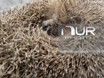 A hedgehog curls up in a garden in Rolleston on the outskirts of Christchurch, New Zealand, on October 27, 2024. As hedgehogs have no natura...