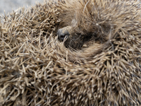 A hedgehog curls up in a garden in Rolleston on the outskirts of Christchurch, New Zealand, on October 27, 2024. As hedgehogs have no natura...