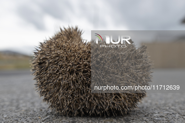 A hedgehog curls up in a garden in Rolleston on the outskirts of Christchurch, New Zealand, on October 27, 2024. As hedgehogs have no natura...