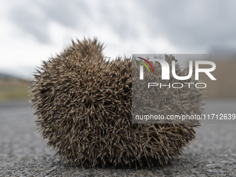 A hedgehog curls up in a garden in Rolleston on the outskirts of Christchurch, New Zealand, on October 27, 2024. As hedgehogs have no natura...