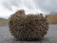 A hedgehog curls up in a garden in Rolleston on the outskirts of Christchurch, New Zealand, on October 27, 2024. As hedgehogs have no natura...