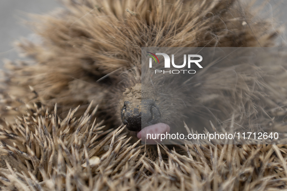 A hedgehog curls up in a garden in Rolleston on the outskirts of Christchurch, New Zealand, on October 27, 2024. As hedgehogs have no natura...