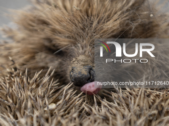 A hedgehog curls up in a garden in Rolleston on the outskirts of Christchurch, New Zealand, on October 27, 2024. As hedgehogs have no natura...