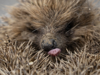 A hedgehog curls up in a garden in Rolleston on the outskirts of Christchurch, New Zealand, on October 27, 2024. As hedgehogs have no natura...