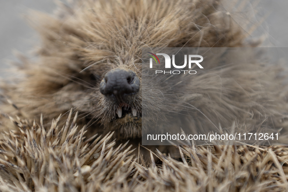 A hedgehog curls up in a garden in Rolleston on the outskirts of Christchurch, New Zealand, on October 27, 2024. As hedgehogs have no natura...