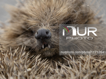 A hedgehog curls up in a garden in Rolleston on the outskirts of Christchurch, New Zealand, on October 27, 2024. As hedgehogs have no natura...