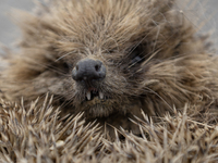 A hedgehog curls up in a garden in Rolleston on the outskirts of Christchurch, New Zealand, on October 27, 2024. As hedgehogs have no natura...