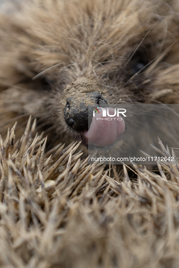 A hedgehog curls up in a garden in Rolleston on the outskirts of Christchurch, New Zealand, on October 27, 2024. As hedgehogs have no natura...