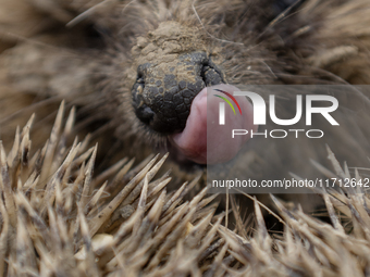 A hedgehog curls up in a garden in Rolleston on the outskirts of Christchurch, New Zealand, on October 27, 2024. As hedgehogs have no natura...