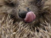 A hedgehog curls up in a garden in Rolleston on the outskirts of Christchurch, New Zealand, on October 27, 2024. As hedgehogs have no natura...