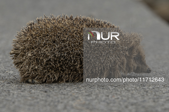 A hedgehog looks for food in a garden in Rolleston on the outskirts of Christchurch, New Zealand, on October 27, 2024. As hedgehogs have no...