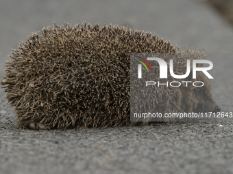 A hedgehog looks for food in a garden in Rolleston on the outskirts of Christchurch, New Zealand, on October 27, 2024. As hedgehogs have no...