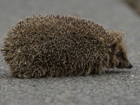 A hedgehog looks for food in a garden in Rolleston on the outskirts of Christchurch, New Zealand, on October 27, 2024. As hedgehogs have no...