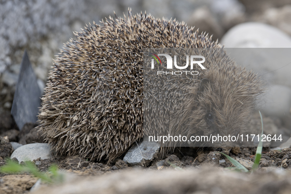 A hedgehog looks for food in a garden in Rolleston on the outskirts of Christchurch, New Zealand, on October 27, 2024. As hedgehogs have no...