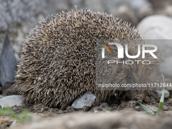 A hedgehog looks for food in a garden in Rolleston on the outskirts of Christchurch, New Zealand, on October 27, 2024. As hedgehogs have no...