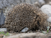 A hedgehog looks for food in a garden in Rolleston on the outskirts of Christchurch, New Zealand, on October 27, 2024. As hedgehogs have no...