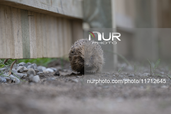 A hedgehog looks for food in a garden in Rolleston on the outskirts of Christchurch, New Zealand, on October 27, 2024. As hedgehogs have no...