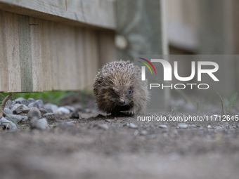 A hedgehog looks for food in a garden in Rolleston on the outskirts of Christchurch, New Zealand, on October 27, 2024. As hedgehogs have no...