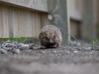 A hedgehog looks for food in a garden in Rolleston on the outskirts of Christchurch, New Zealand, on October 27, 2024. As hedgehogs have no...