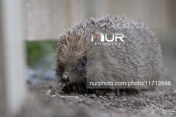 A hedgehog looks for food in a garden in Rolleston on the outskirts of Christchurch, New Zealand, on October 27, 2024. As hedgehogs have no...