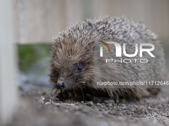 A hedgehog looks for food in a garden in Rolleston on the outskirts of Christchurch, New Zealand, on October 27, 2024. As hedgehogs have no...