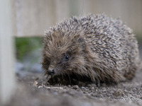 A hedgehog looks for food in a garden in Rolleston on the outskirts of Christchurch, New Zealand, on October 27, 2024. As hedgehogs have no...