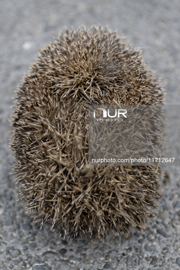 A hedgehog curls up in a garden in Rolleston on the outskirts of Christchurch, New Zealand, on October 27, 2024. As hedgehogs have no natura...