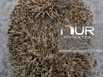 A hedgehog curls up in a garden in Rolleston on the outskirts of Christchurch, New Zealand, on October 27, 2024. As hedgehogs have no natura...