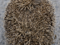 A hedgehog curls up in a garden in Rolleston on the outskirts of Christchurch, New Zealand, on October 27, 2024. As hedgehogs have no natura...