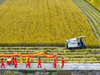 Villagers wave golden dragons in the fields to celebrate another harvest season in Qihu village, Huai'an city, Jiangsu province, China, on O...