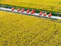 Villagers beat gongs and drums in the fields to celebrate another harvest season in Qihu village, Huai'an city, East China's Jiangsu provinc...