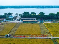 Villagers beat gongs, drums, and wave golden dragons in the fields to celebrate another harvest season in Qihu village, Huai'an city, Jiangs...