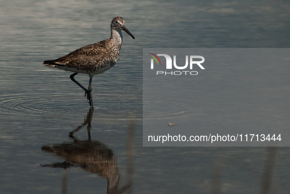 The lesser yellowlegs (Tringa flavipes) is a medium-sized shorebird. It breeds in the boreal forest region of North  on 31, 2024 (PhotoPhoto...