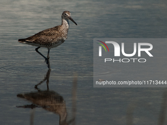 The lesser yellowlegs (Tringa flavipes) is a medium-sized shorebird. It breeds in the boreal forest region of North  on 31, 2024 (Photo