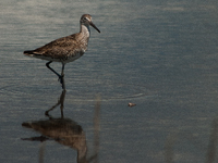 The lesser yellowlegs (Tringa flavipes) is a medium-sized shorebird. It breeds in the boreal forest region of North  on 31, 2024 (Photo