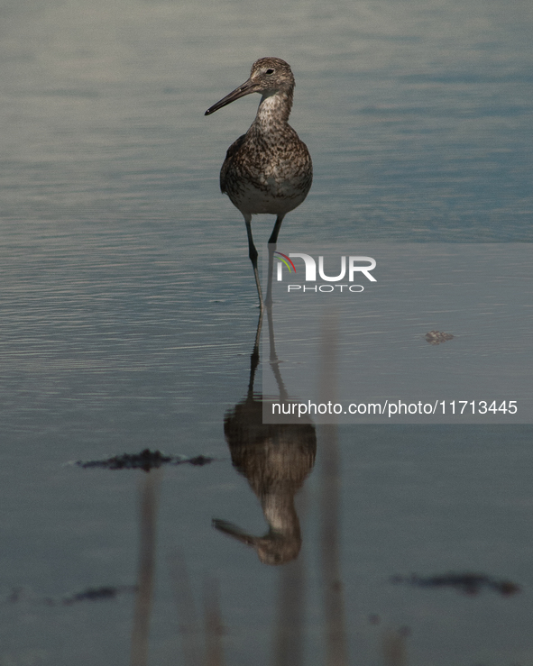 The lesser yellowlegs (Tringa flavipes) is a medium-sized shorebird. It breeds in the boreal forest region of North  on 31, 2024 (PhotoPhoto...