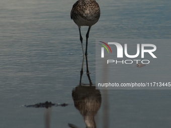 The lesser yellowlegs (Tringa flavipes) is a medium-sized shorebird. It breeds in the boreal forest region of North  on 31, 2024 (Photo